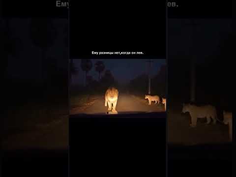 #друзья #лайк #топ #популярное #подпишись #жизнь #кошка #лев #милота #love #catlover #kitten #cute