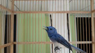 Download lagu Slendang biru gacor. mp3