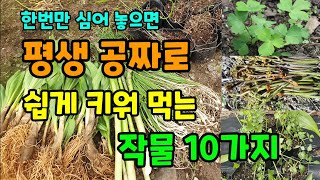한번심어 평생 수확하는 작물 10가지 건강에 좋고 약이되는 채소작물 #봄에심는작물 #약이되는작물