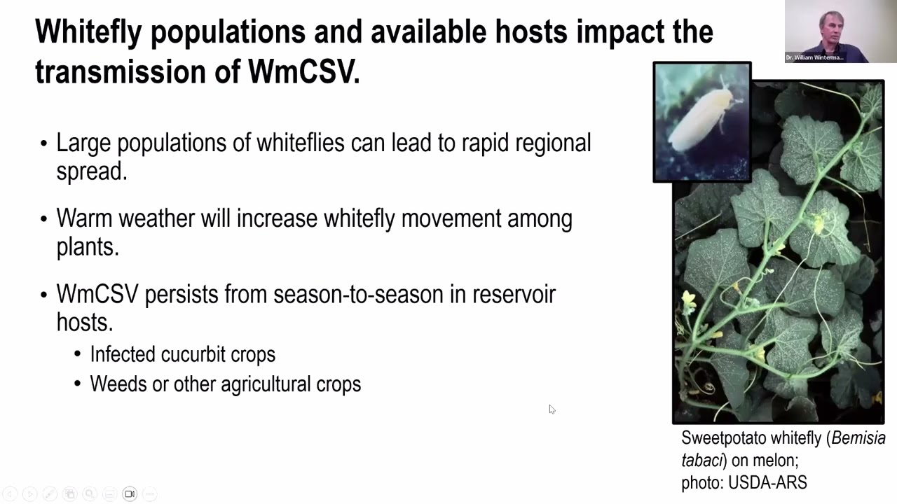 Watermelon Chlorotic Stunt Virus (WmCSV), EVCWG (2026)