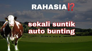 Download lagu RAHASIA SEKALI SUNTIK IB SAPI Bunting | Waktu Yang Tepat⁉️ mp3