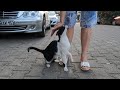 Timid Tuxedo Cat Trusts Me Now