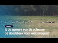 Zijn er teveel ooievaars? "Ze vreten gewoon die kuikens op" | RTV Oost