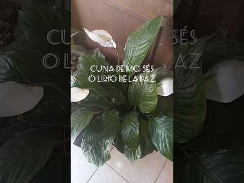 planta cuna de moisés o lirio de la paz.