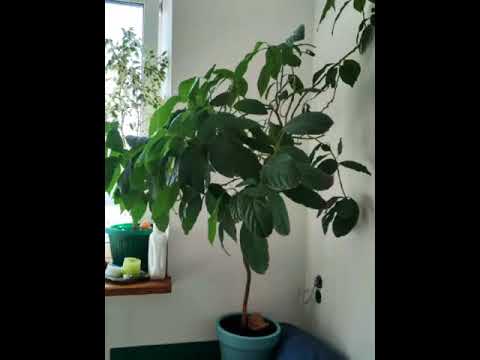 как вырастить растение Авокадо из косточки в домашних условиях