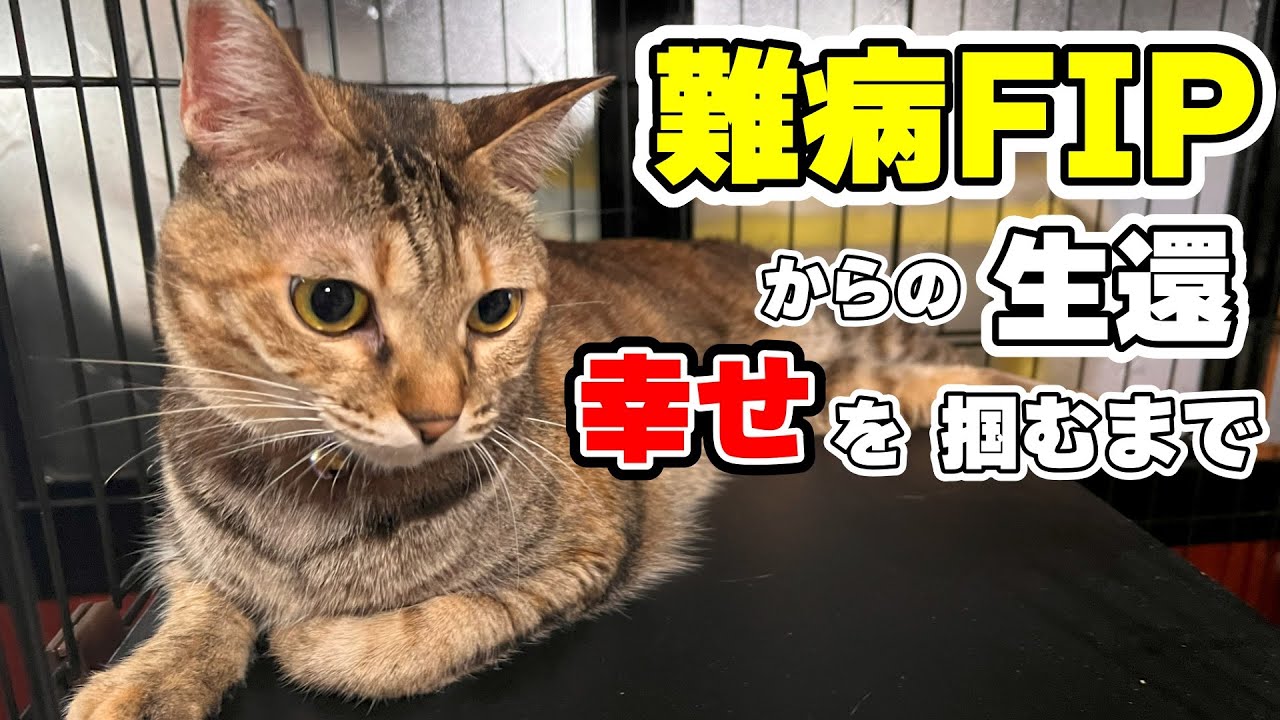 【保護猫】難病FIPから生還した猫が幸せを掴むまでの物語（みくちゃん2）