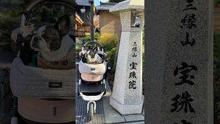 激レア？！御朱印のイラストがフレブルらしいので急いで行ってきた！