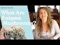 Enigma Mushrooms What Are They DoubleBlind