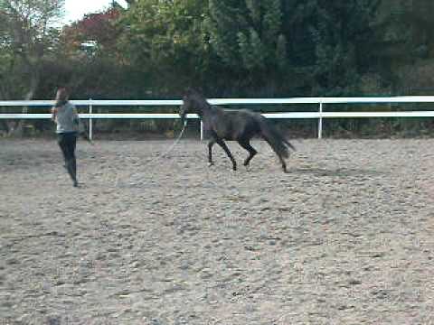 Diablo an der Longe II