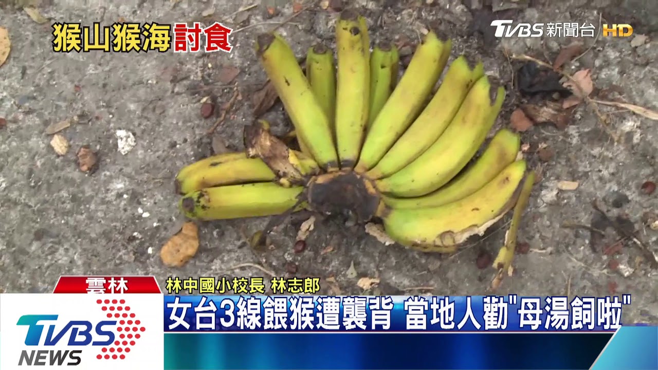 女台3線餵猴遭襲背 當地人勸「母湯飼啦」