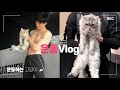 운동하는 디자이너 리얼(ep.12/15)!! 🐈 고양이와 주말🤸🏻‍♂️운동?! 브이로그 / 야옹이ㅣ기계체조ㅣ[vlog] Spending weekend with workout 2 !