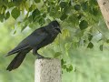 Indian jungle crow calling from perch