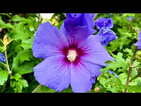 image : Du côté de Ste Lucie dans les Caraibes