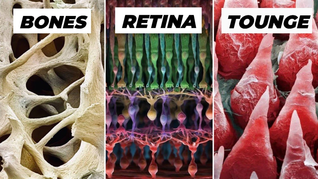 Objects Under Electron Microscope! (Part-2)