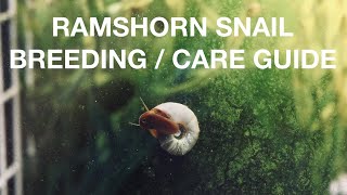 HOW TO BREED RAMSHORN SNAILS