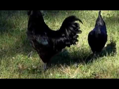 download lagu mp3 mp4 Poulet Noir, download lagu Poulet Noir gratis, unduh video klip Poulet Noir