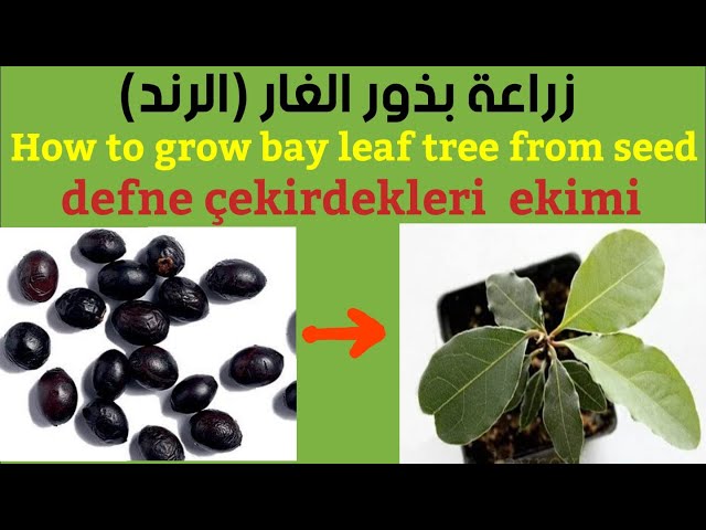 بذور شجرة الغار - الرند