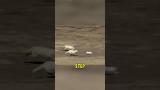 Download lagu Arctic Hare Outruns Death#ArcticHare #WolfVsHare #WildChase mp3