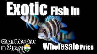 Exotic fish Stock Update