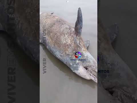 Golfinho é encontrado morto entre as praias de Itanhaém e Mongaguá.