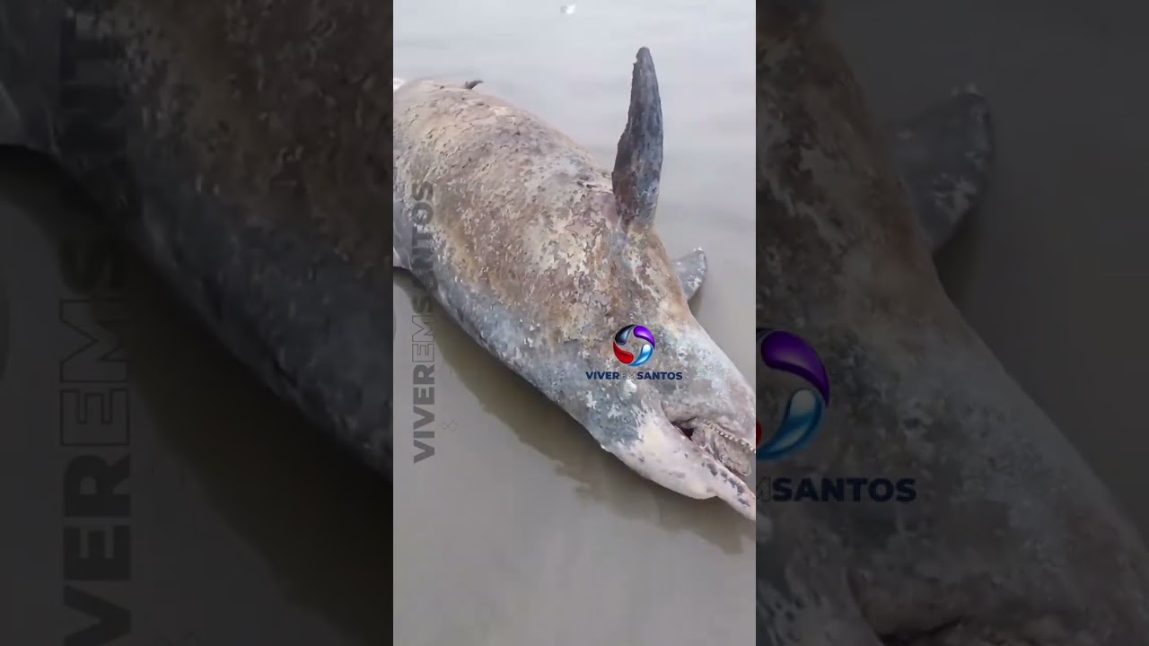 Golfinho é encontrado morto entre as praias de Itanhaém e Mongaguá.