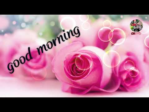 Good morning video | pink rose and hearts wishes