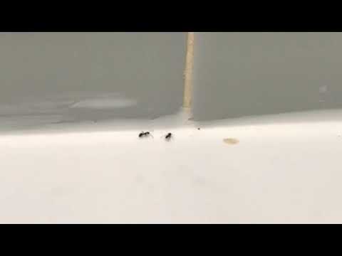 Ants Use Homeowners Bath in Neptune, NJ