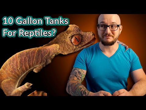 2nd YouTube video about how many frogs can live in a 10 gallon tank