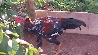 Criação de Galinhas - Um Momento Com As Galinhas No Galinheiro - ( Parte 5 )