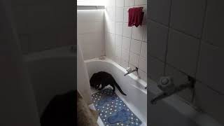 Cat pissing in bath