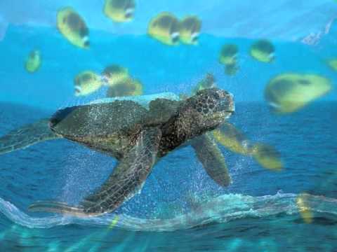whale turtle