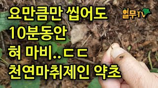 마취제 대신 사용해왔던 약초를 소개해드립니다. 절대 남용하지 마세요.
