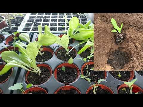 Gärtnern - Ganz viel neues in der Woche 7 nach der Aussaat #samenbox #knoblauch #kartoffelsack