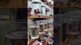Download lagu Beli Ikan Cupang di CFD Minggu Pagi Murah Banget!  #ikan #fish #mainananak #balita #animals #cupang mp3