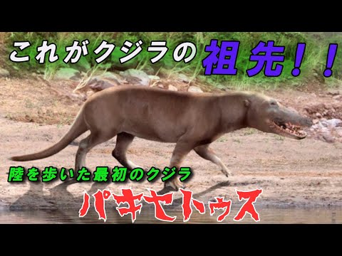 エシュリチウス・ロブツス