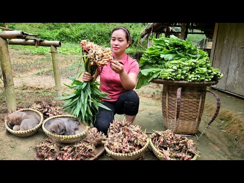 Colhendo gengibre e vegetais Vai para venda no mercado - Culinária - Filhote de cachorro