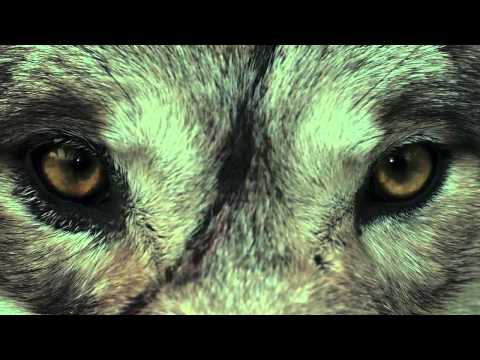 Шал (официальный трейлер)