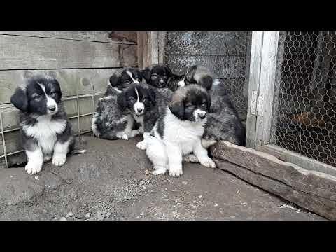 download lagu mp3 mp4 Pui Ciobanesc Carpatin, download lagu Pui Ciobanesc Carpatin gratis, unduh video klip Pui Ciobanesc Carpatin