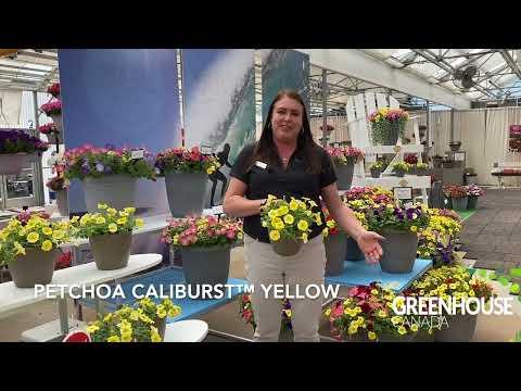 CAST 2023: Petchoa Caliburst™ Yellow