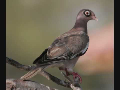 Evil Eating At My Soul- Future Pigeon