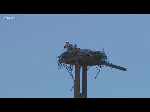Big bird builds nest at stadium of the Boise Hawks