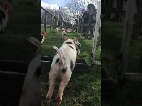 Pennywell Farm Pig Racing!