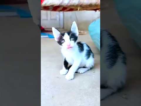 I Made my cat drink frooti#funny #youtubeshorts #trending #cute #catlover #catvideos #viralvideo