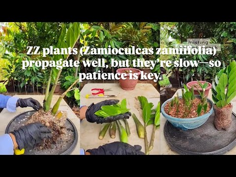 ZZ plants (Zamioculcas zamiifolia) propagate well, but they’re slow—so patience is key. #tipsntricks