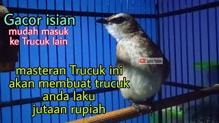 Download lagu Trucuk laku jutaan rupiah dengan masteran suara trucukan gacor full isian ini mp3 Download lagu Trucuk laku jutaan rupiah dengan masteran suara trucukan gacor full isian ini mp3