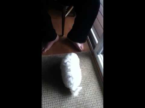 Thor's dog training week 1