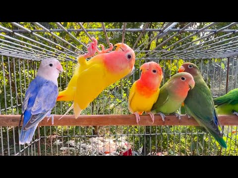 ❀ Lovebirds' Sounds - 7 Hour