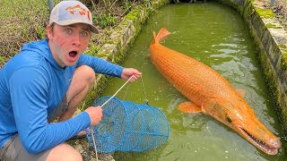 TRAPPING WILD AQUARIUM FISH For My POND!