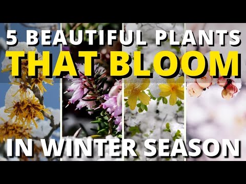 5 Beautiful Plants that Bloom in Winter ❄️🌺🌸 Garden Trends 👌