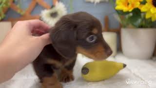 ミニチュアダックスの動画01